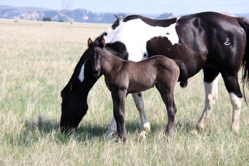 Rope x Skydancer filly